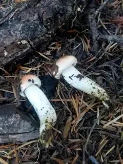 Hygrophorus fragrans thumbnail 4