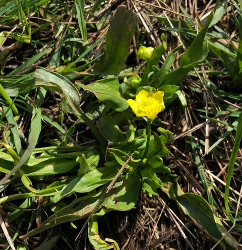 Plantainleaf Buttercup