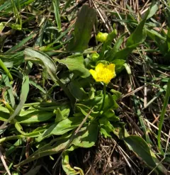 Plantainleaf Buttercup thumbnail 1