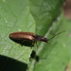 Hooded Click Beetle thumbnail 3