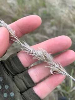yellow wildrye thumbnail 4