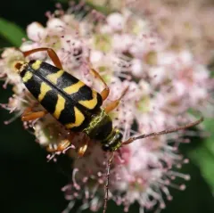 chestnut bark borer thumbnail 2