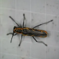 Oblique-banded Longhorn Beetle thumbnail 3