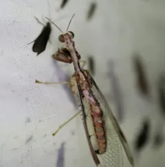 Four-spotted Mantidfly thumbnail 2