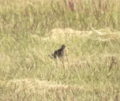 Eurasian Skylark thumbnail 2