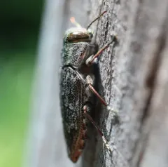 Flat-headed Apple Tree Borer thumbnail 4