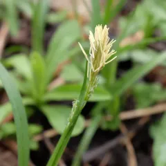 eastern woodland sedge thumbnail 3