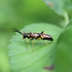 Macrophya formosa thumbnail 3