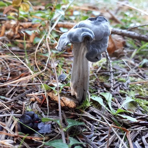 Western Black Elfin Saddle