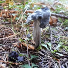 Western Black Elfin Saddle thumbnail 1