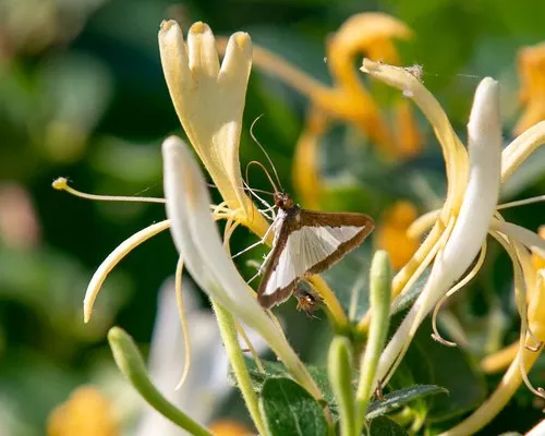 Melonworm Moth