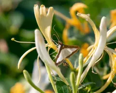 Melonworm Moth thumbnail 1