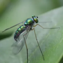 Condylostylus sipho thumbnail 2