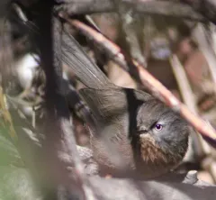 Wrentit thumbnail 3