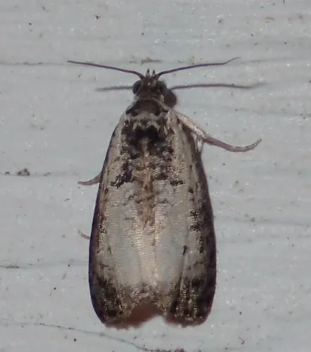 Malana Leafroller Moth