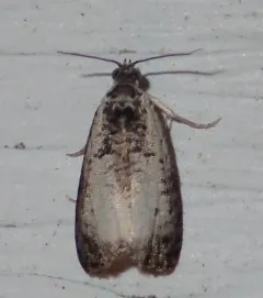 Malana Leafroller Moth thumbnail 1