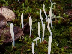 Club-wielding Crust Lichen thumbnail 3