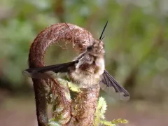 Bombylius anthophilus thumbnail 1