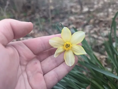 Jonquil