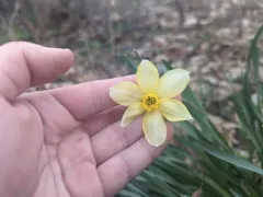 Jonquil thumbnail 1