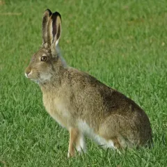 White-tailed Jackrabbit thumbnail 3