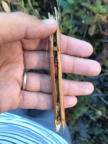 Swamp Loosestrife Borer Moth
