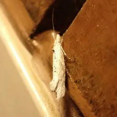 Ypsolopha falciferella thumbnail 2
