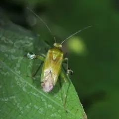Common Green Capsid thumbnail 4