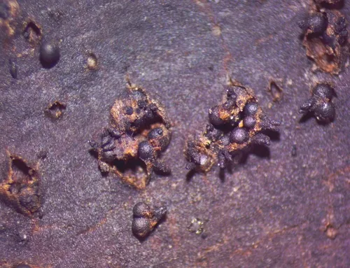 Plagiostoma pulchellum