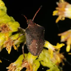 Dusky Stink Bug thumbnail 4
