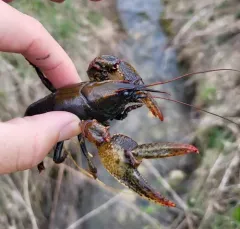 Paintedhand Mudbug thumbnail 2