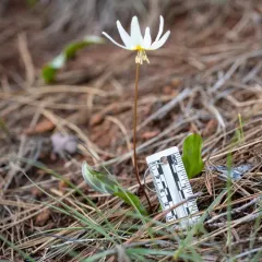 Cream Fawn Lily thumbnail 2