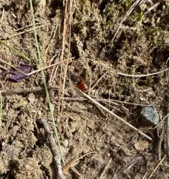 True Cuckoo Nomad Bee thumbnail 3