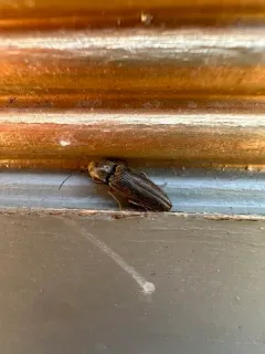 Convex Click Beetle thumbnail 4