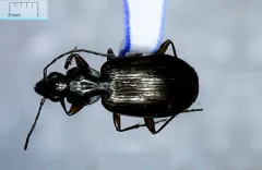 Agonum sordens thumbnail 2