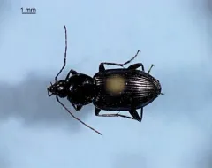 Agonum trigeminum thumbnail 4