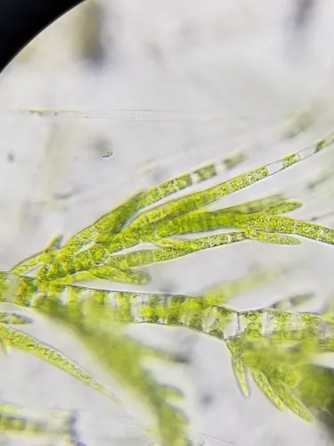 Draparnaldia mutabilis