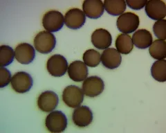 Lamproderma ovoideum thumbnail 2