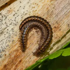 Craspedosoma rawlinsii thumbnail 2