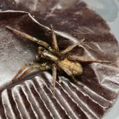 Redlined Wolf Spider thumbnail 4