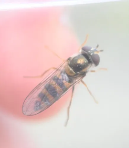 Meligramma cincta