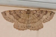 Large Banded Wave Moth thumbnail 3