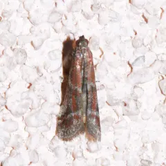 Ephestiodes erythrella thumbnail 3