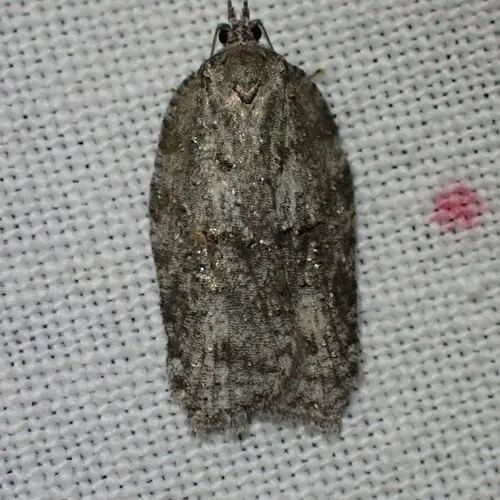 Black-lined Acleris
