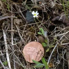 Oregon Fairypoppy thumbnail 3