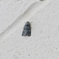 Sympistis dunbari thumbnail 4