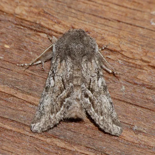 Epidemas cinerea