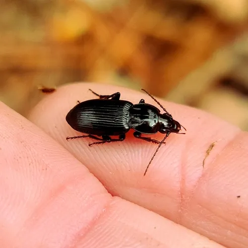 Pterostichus mutus