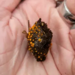 Arachnopeziza aurelia thumbnail 3