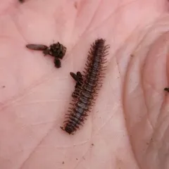 Common Pink Flat-back thumbnail 3